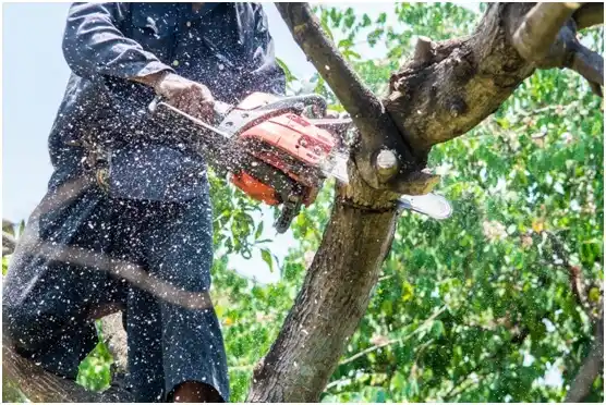 tree services Brickerville